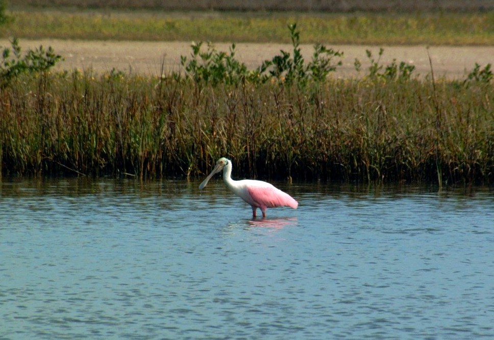 roseatte spoonbill-01.jpg   (968x666)   171 Kb                                    Click to display next picture